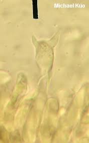 Image result for Craterellus fallax