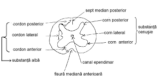 Organizarea functionala a sistemului nervos. Sistemul Nervos La Mamifere Bacalaureat