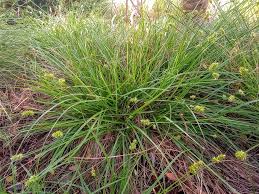 Image result for Carex