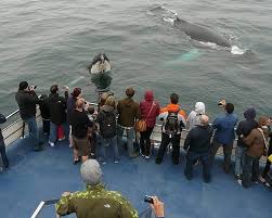 If you fail, then bless your heart. The 10 Best Newfoundland Tours For 2021 With Prices Tripadvisor
