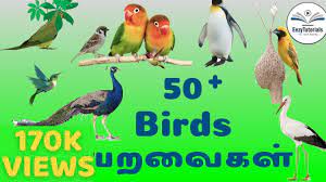 50 Birds Name In Tamil And English Youtube