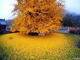 The order to which it belongs, ginkgoales, first appeared in the permian. 1400 Jahre Alter Ginko Baum Hinterlasst Ein Meer Aus Goldenen Blattern Gartenbau Und Landschaftsbau Aus Erftstadt Wir Planen Und Bauen Ihren Garten