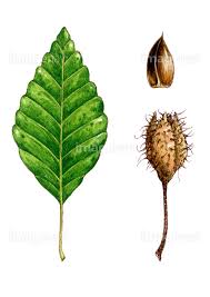 ドングリ ブナの葉と実 の画像素材 70147232 イラスト素材ならイメージナビ