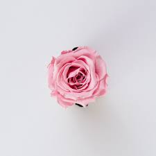 女性らしさの代表 ローズの人気香水おすすめ10選 Coloria Magazine