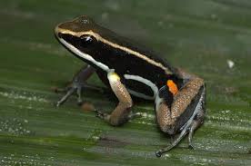 Image result for Allophylus fulvotomentosus