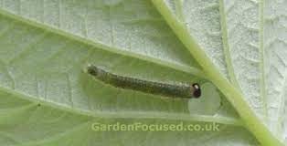 Where to buy raspberry leaf. Raspberry Pests And Diseases Gardenfocused Co Uk