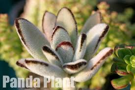 Maybe you would like to learn more about one of these? Grow Rare Succulents As Houseplants