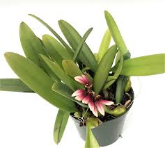 Image result for Bulbophyllum prorepens