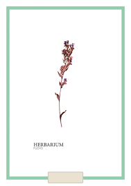 Dazu gibt es beschriftungen zu den pflanzenteilen, den besonderen merkmalen, zum fundort und einigem mehr. Herbarium Anleitung Pdf Vorlagen Zum Selbst Ausdrucken Fuchs