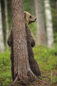 Brown Bear Hiding Behind A Tree Brown Bear Animals Wild Power Animal