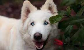 Adopted Washington Just As Sweet As Her Name Sugar Is 1 Beautiful Lady She S A 13yo Samoyed Mix With Fluffy Whit I Love Dogs Dog Adoption Humane Society