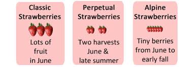 One in june (earlier in the south) and the other in late summer. 4 Tips For Growing The Best Strawberries Empress Of Dirt