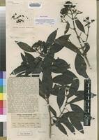 Image result for Coptosperma zygoon