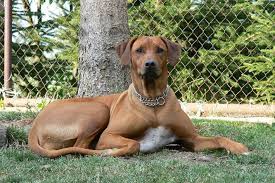 Image result for rhodéský ridgeback