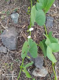 Image result for Ipomoea asarifolia