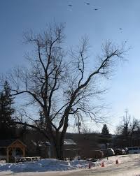 A great way to identify trees in the winter winter is the perfect time to get up close and notice and appreciate the variations of tree bark. Trees In Winter Identification By Overall Shape Natural And Agricultural Observations In Around Hawthorne Valley