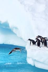 Antarctic Animals Types Of Wildlife To Spot During An Antarctica Cruise