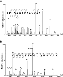 Hamster picture 835 1000 jpg : Proteome Analysis Of The Human Mitotic Spindle Molecular Cellular Proteomics