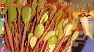 Check spelling or type a new query. Ø±ÙˆØ³ Ø£Ø±Ø­Ø¨ÙŠ Ø±Ù‚Ù… ÙˆØ§Ø­Ø¯ Ø´Ø§Ù‡Ø¯ Ø§Ù„Ù‚Ø§Øª Ø§Ù„Ù‚ÙˆÙ‡ Youtube