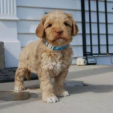 Welcome to greenfield puppies' english bulldog puppies page! 1 Labradoodle Puppies For Sale In Southern California