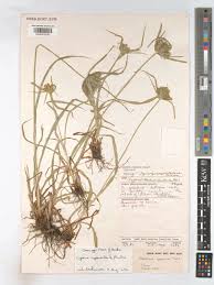 Image result for Cyperus cyperoides