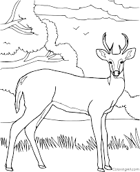 Realistic reindeer coloring pages graphic gorgeous elk deer. Realistic Deer And Trees Coloring Page Coloringall