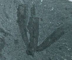 Image result for Vausagesia