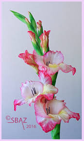 Image result for Gladiolus bellus