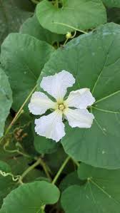 Image result for Lagenaria