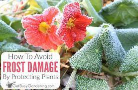 How to save flowers from frost. How To Protect Plants From Frost Damage Get Busy Gardening