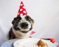 How To Make A Dog Birthday Cake Dog Birthday Wishes Happy Birthday Dog Meme Birthday Meme Dog