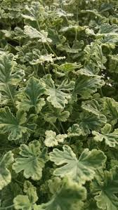 Image result for Geranium vagans