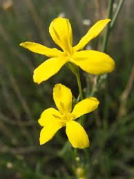 Image result for Menodora