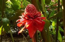 Caribbean plants of guadeloupe 1,919. Decorative Ginger Plants In Costa Rica