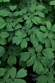 Image result for Blue Cohosh