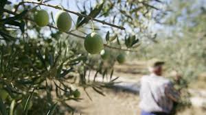 A Guiri S Guide To Extra Virgin Olive Oil Sur In English
