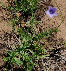 Image result for Wahlenbergia krebsii