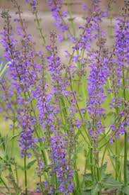 Salvia Pratensis In 2020 Salvia Plants Flowers