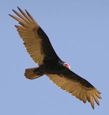 Turkey Vultures The Bird Dude Krylya Pticy