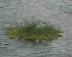 Image result for Oxycaryum