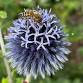 Conwy Beekeepers - Winter Meeting event image