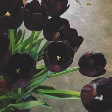 We did not find results for: Black Tulips Article On Thursd