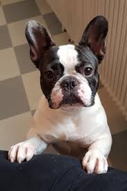 Do french bulldogs get allergies? Etvxfsexunstam