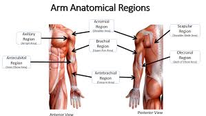 Body quadrant picture human anatomy | medical anatomy. Anatomical Regions Scientist Cindy