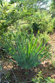 Image result for Boophone