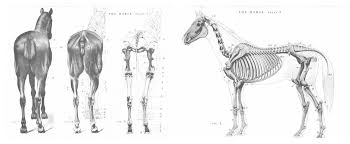 Pdf torrent, las claves del comportamiento humano pdf gratis, comportamiento humano en el trabajo keith davis pdf. 7 Libros Digitales De Anatomia Humana Y Animal Pdf Notodoanimacion Libro Anatomia Humana Anatomia Animal Libros De Anatomia