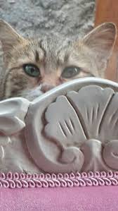 Bi Kedi Gordum Sanki Kedi Biye