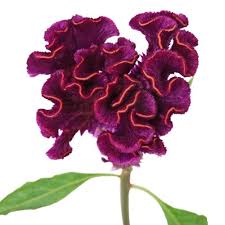 Mulberry Velvet Celosia Flowers Fiftyflowers Com Types Of Flowers Velvet Flowers Flowers