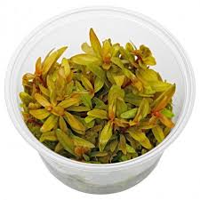 Image result for Nesaea erecta