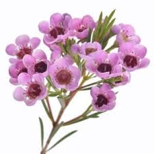 We did not find results for: The Mesmerizing Beauty Of Pastel Colored Florals Flower Kingdom Palm Beach Gardens Fl